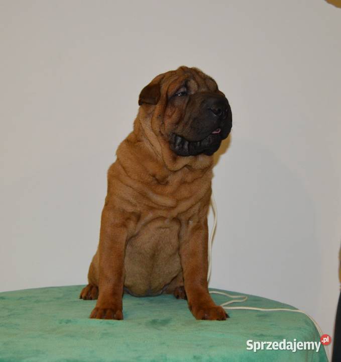 Szczenięta Shar Pei FCI Piotrków Kujawski sprzedam