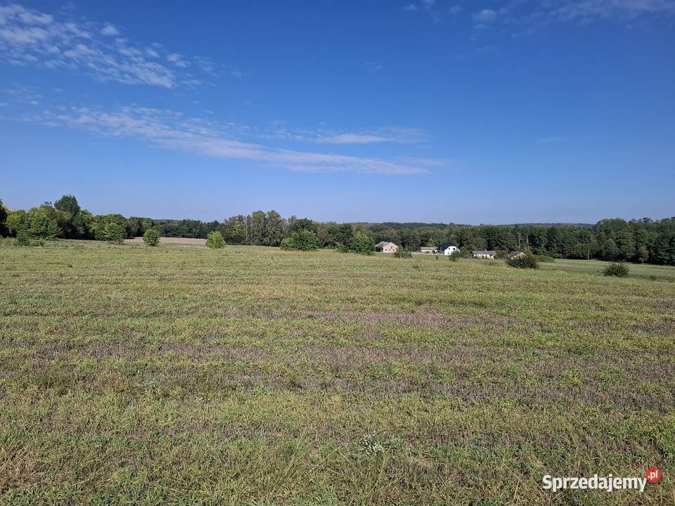 Działka budowlana 1600 mkw 150zł/m2 Koziołki
