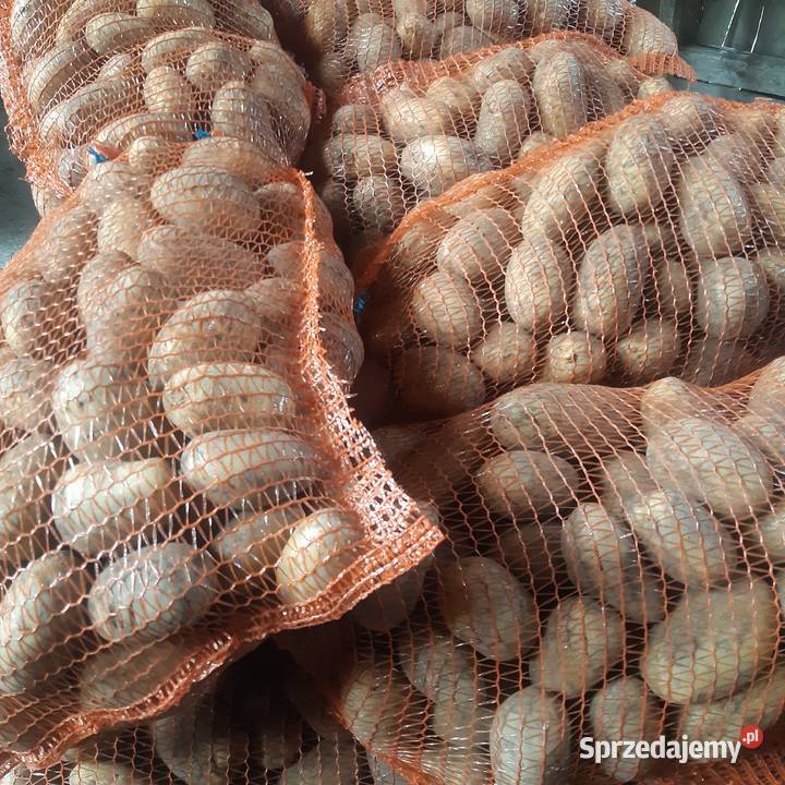 Ziemniaki żółte Queen Anna jelly gala Przemyśl