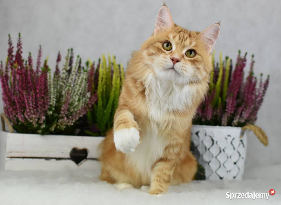 Kurylski Bobtail Kocięta Rodowód FPL Szamocin