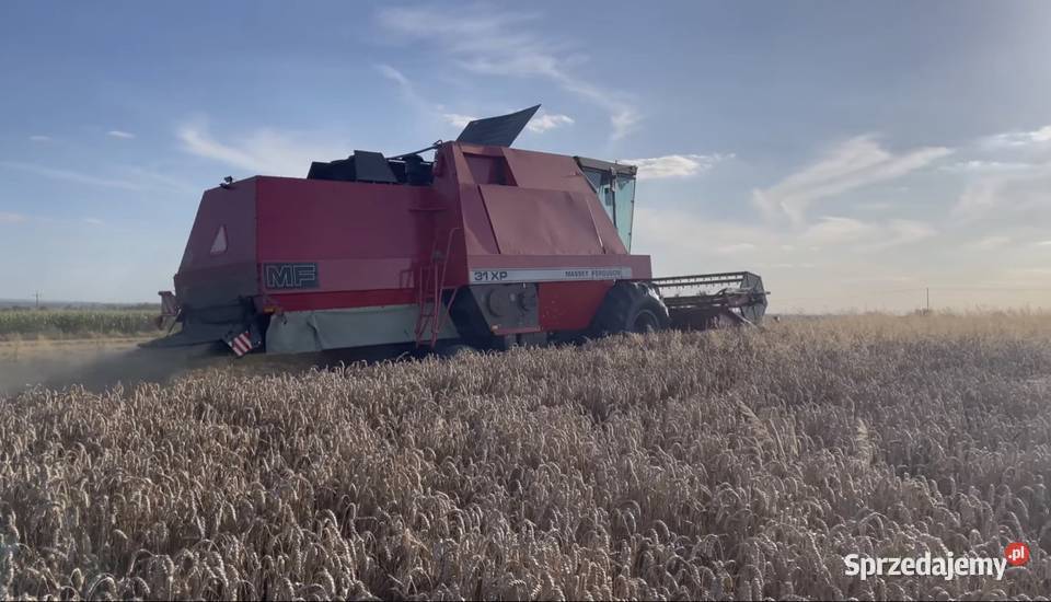 Massey Ferguson 31xp dronningborg 8500 Wierzba sprzedam