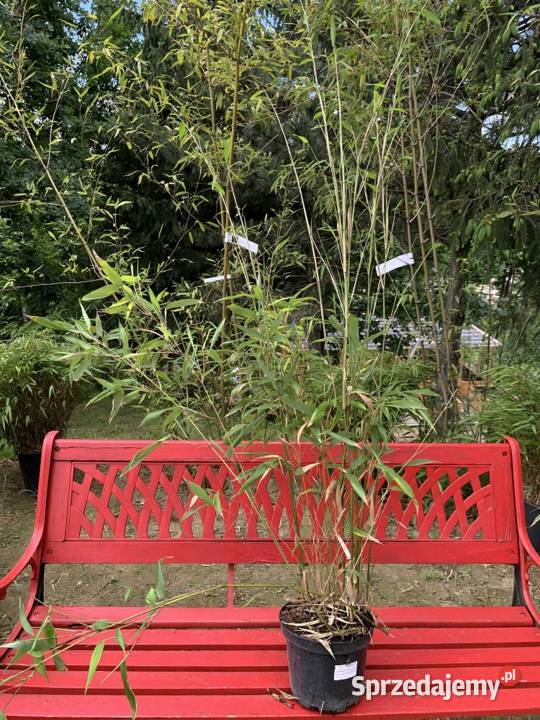 Bambus Phyllostachys Aureosulcata f Pekinensis Szczyglice