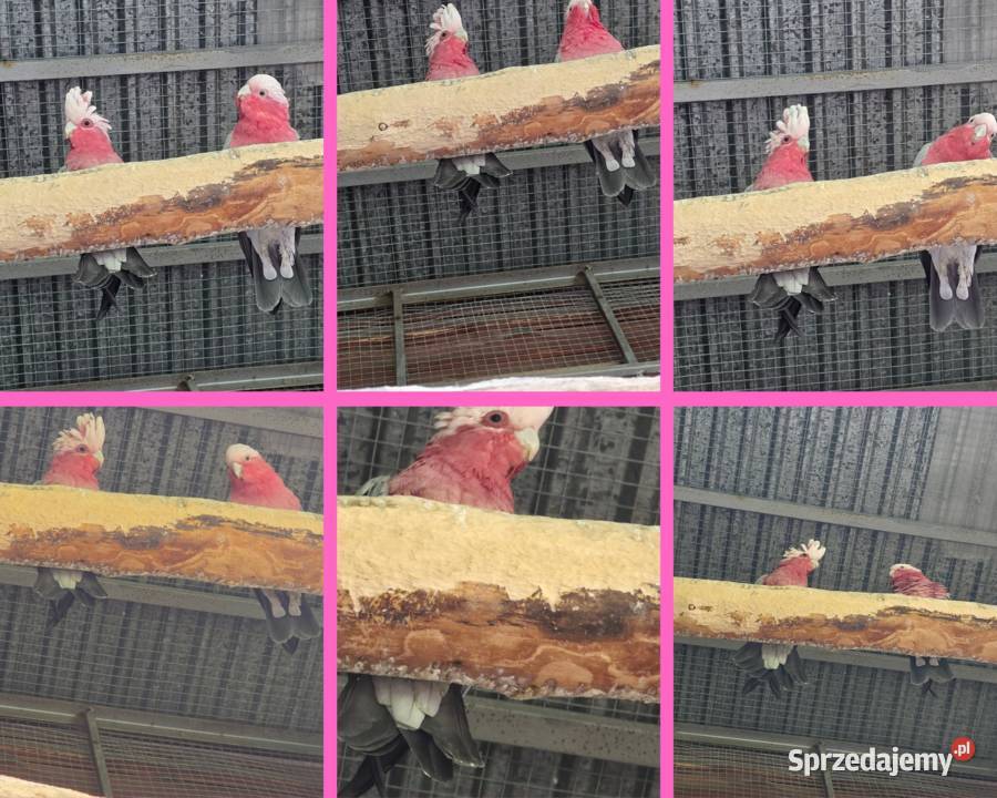 Sprzedam Kakadu Różowe Ptaki Małe Ciche