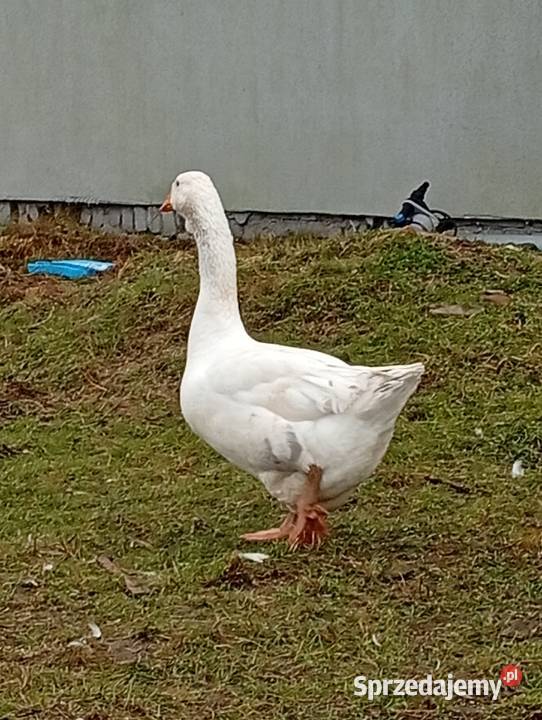 Chołmogon para młoda Lubiszyn