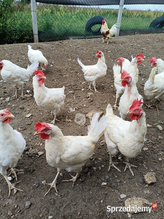 Kury Leghorn Ptaki mazowieckie Zwoleń