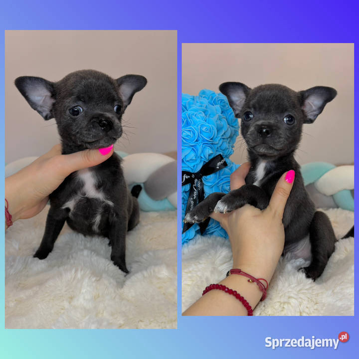 Chihuahua piesek krótkowłosy niebieski Blue łódzkie Bełchatów