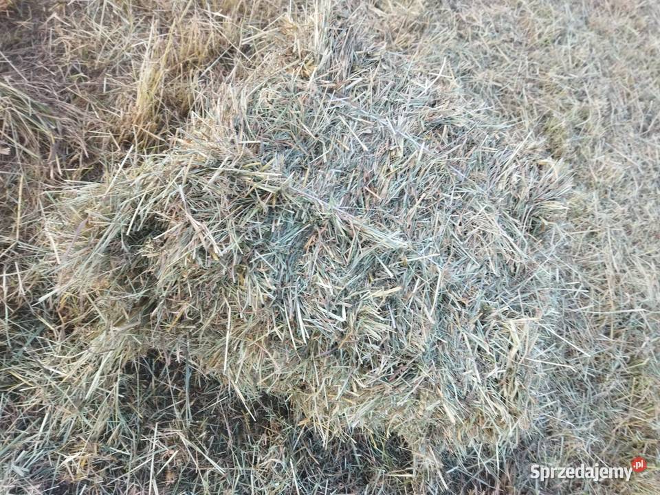 Siano mała kostka słoma Środa Śląska
