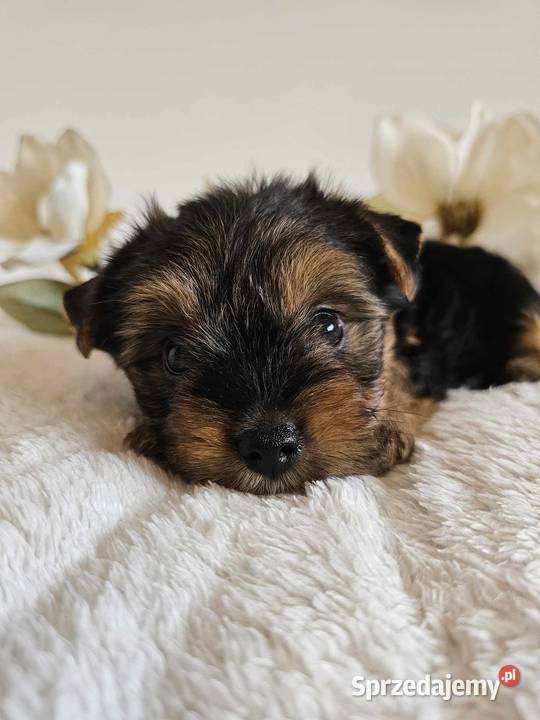 Piesek Yorkshire Terrier Z Wyprawka Chip