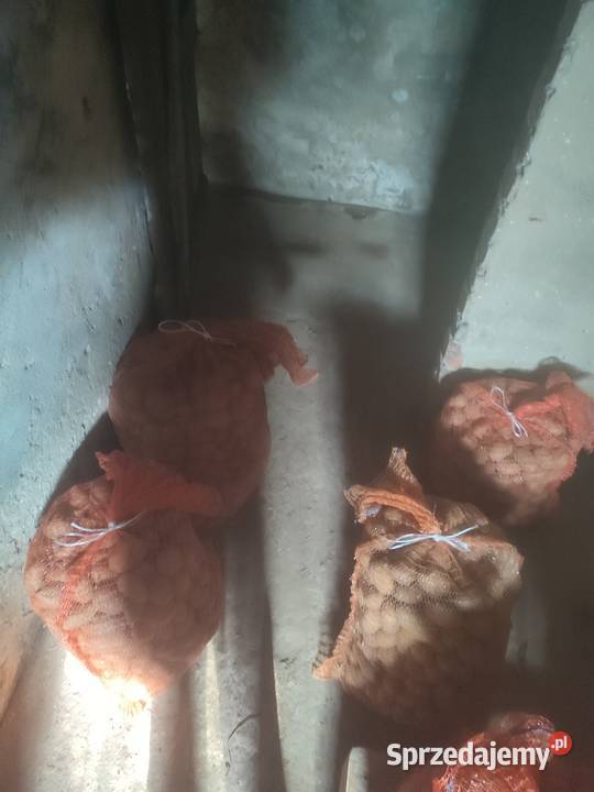 Sprzedam sadzeniaki Queen anna Toszek