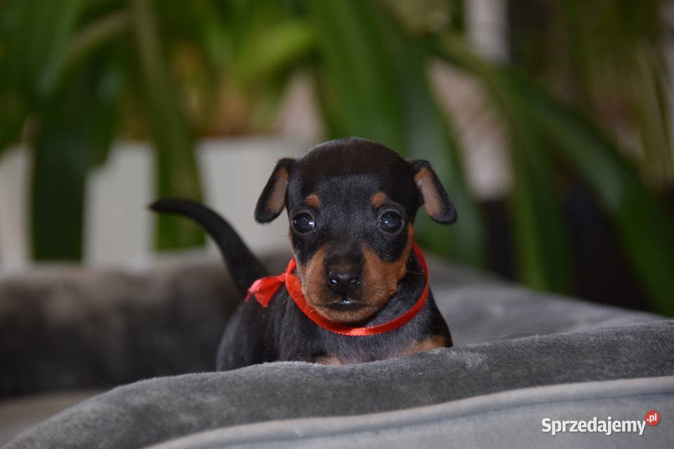Pinczer miniaturowy szczenięta Zkwp fci Łochów