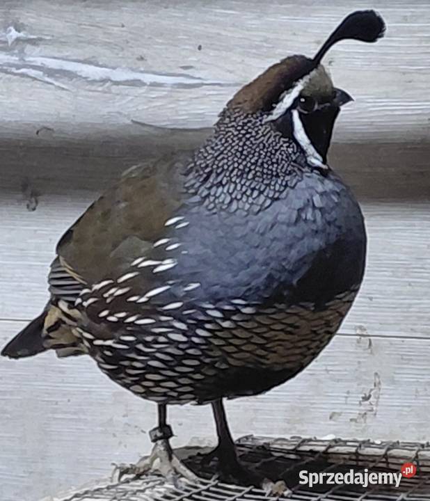 Przepiór kalifornijski Książ Wielki