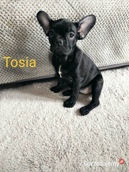 Buldog francuski szczenię suczka Tosia Łódź