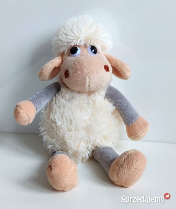 Owieczka SunDay śląskie Katowice