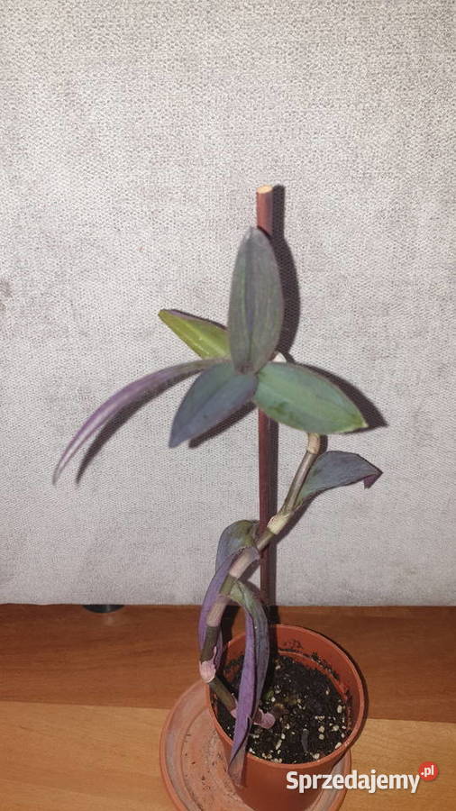 Trzykrotkasetkrezja purpurowa 37 wys Warszawa