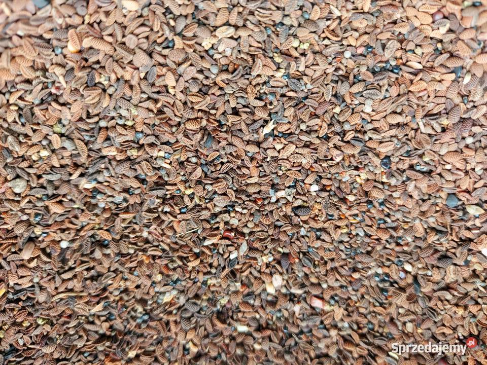 Facelia ziarno na poplon oczyszczona Rośliny na biomasę Bukowiec sprzedam