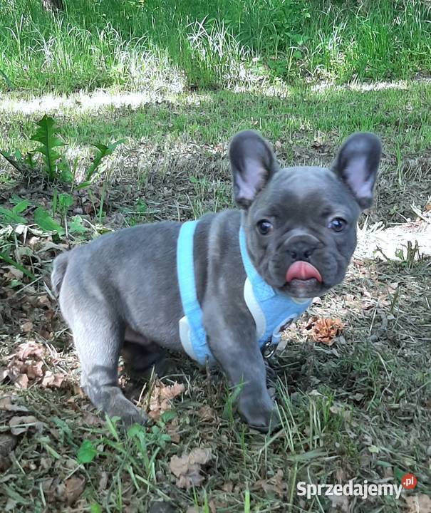 Buldog francuski piesek blue Pabianice