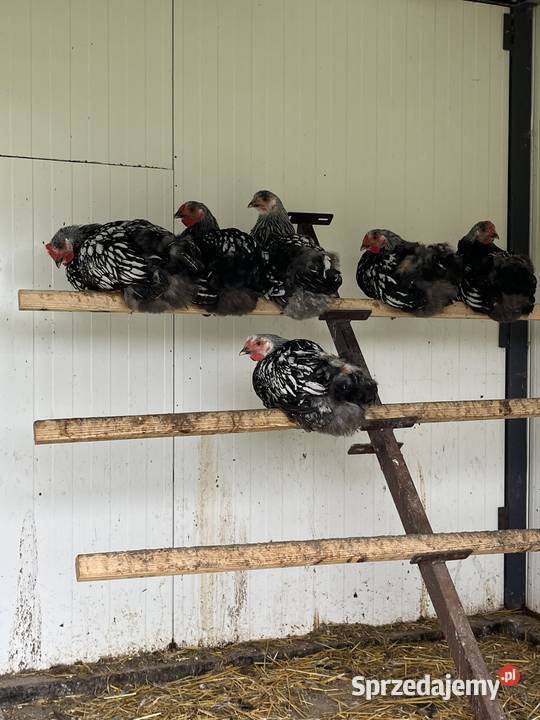 Koguty Ptaki Wyszyna