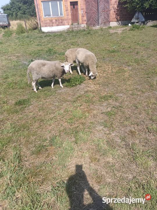 Dwie owce i baran Kolonia Lipnik