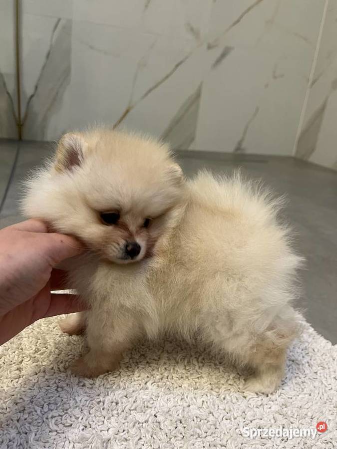 Suczka Pomeranian Szpic miniaturowy malutka Środa Wielkopolska sprzedam