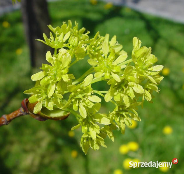 KLON POSPOLITY Acer platanoides NASIONA 500 Lubanie