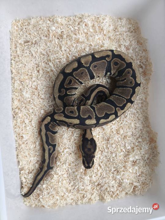 Pyton królewski samica 213 Boruja Kościelna