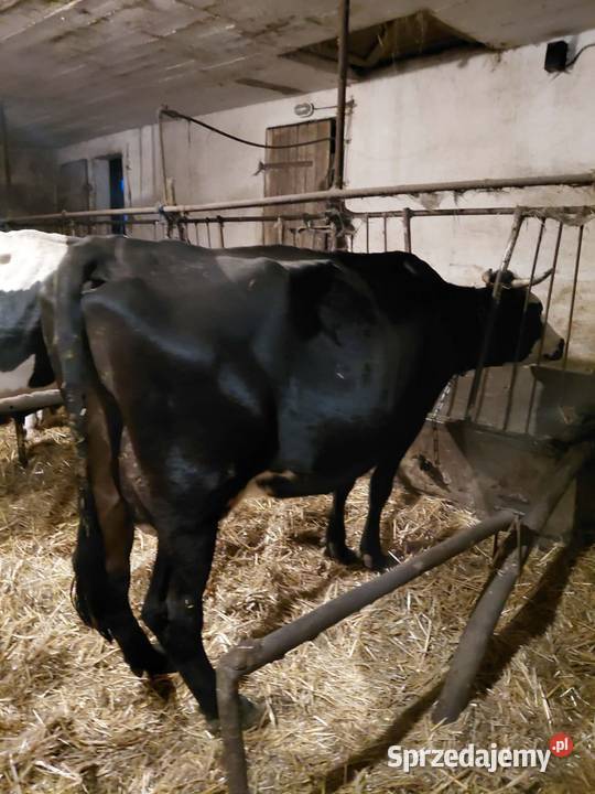 Likwidacja krowy mleczne Bydło Bogusławice