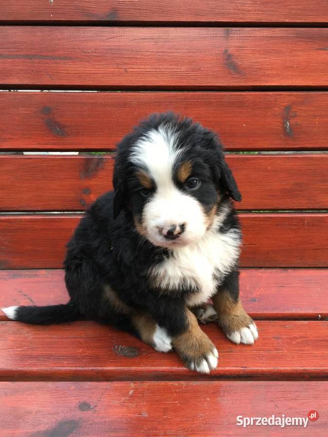 Berneński pies pasterski