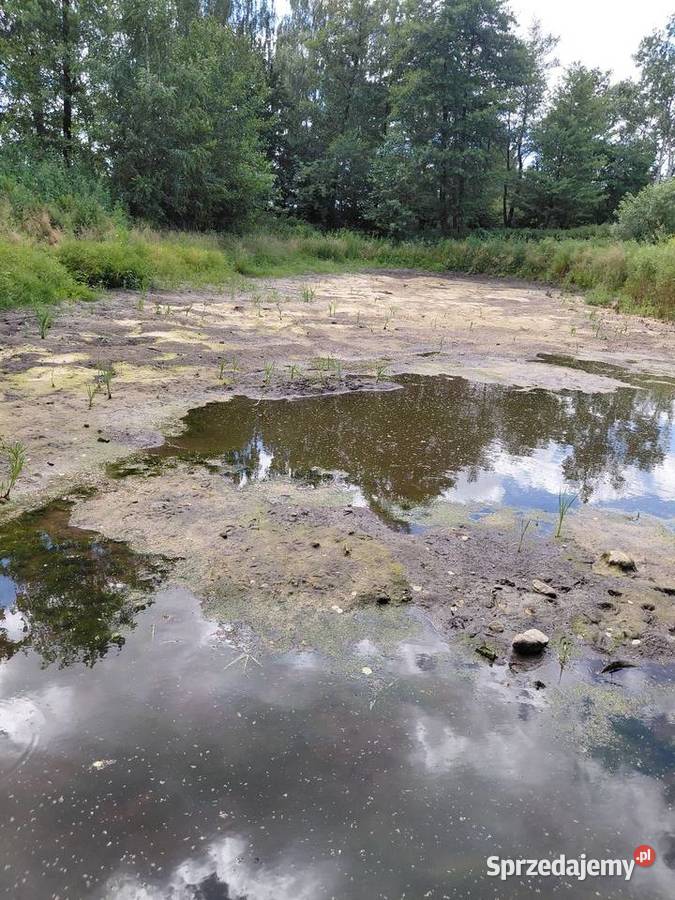 Oddam ziemię ze stawu w zamian zabranie łódzkie Grodzisk sprzedam