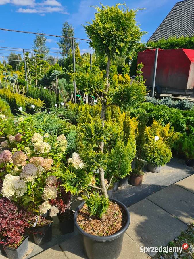 Thuja Smaragd 180200 Szkółka roślin Producent Rośliny Rydzyny