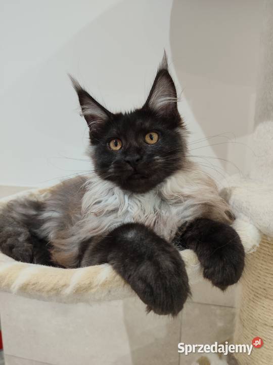 Maine Coon kotka Nera
