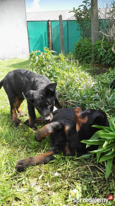 owczarek francuski beauceron Pogorzela sprzedam