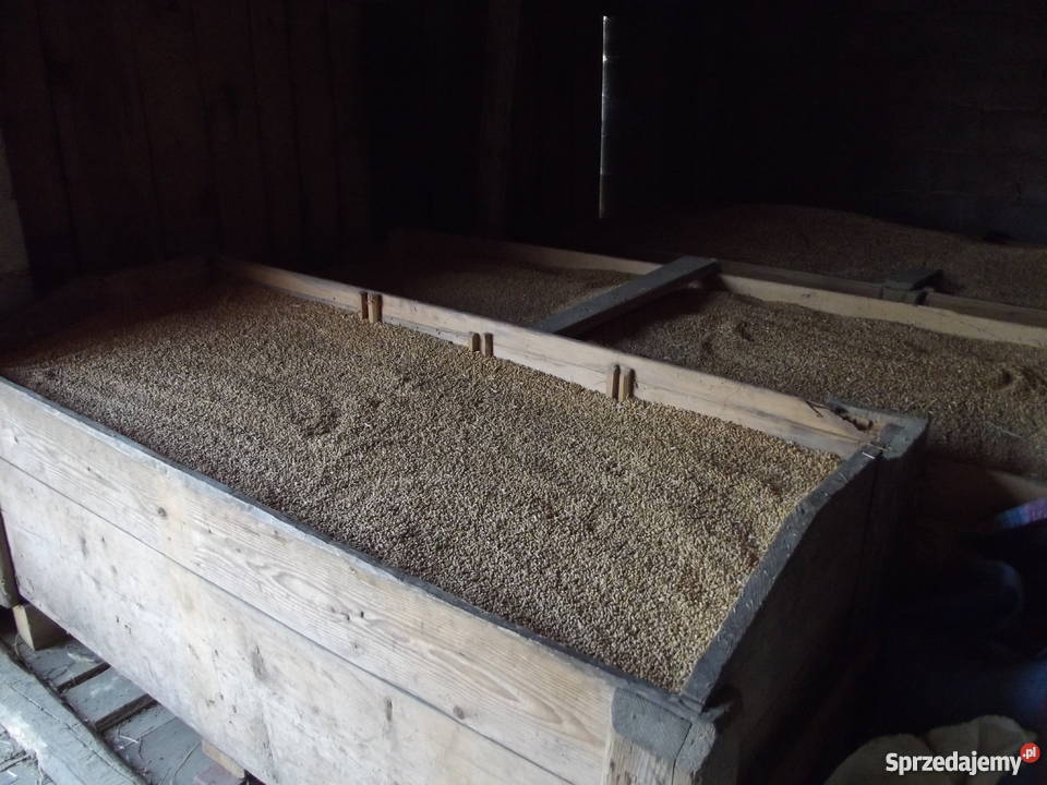 Pszenica Ostroga centrali Masłów Drugi