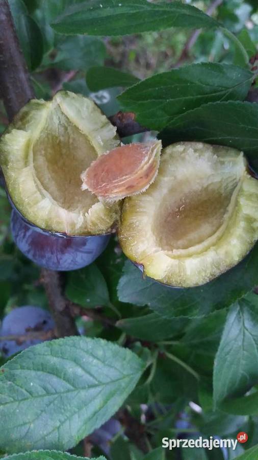 ANTONÓWKA tanio Jabłka prosto z sadu Grójec