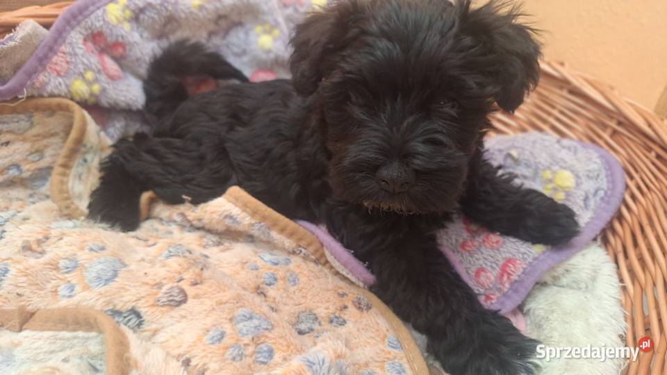 Cudny sznaucerek miniaturowy szczeniaczki czarne Wołomin sprzedam