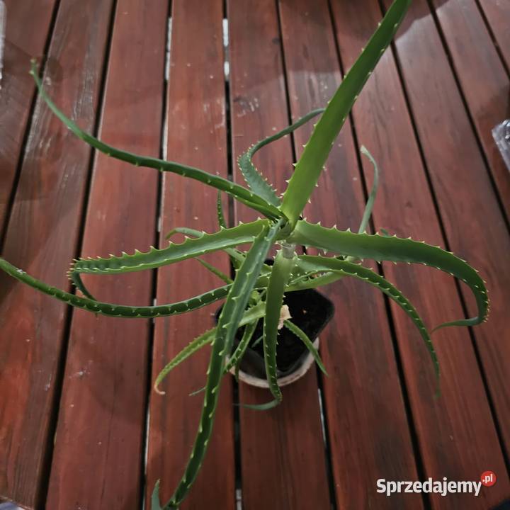 Aloes Roślina doniczkowa roślina domowa Kaktusy i sukulenty Oświęcim
