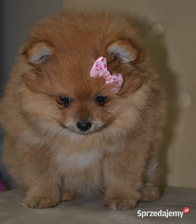 SZPIC MINIATUROWY POMERANIAN SUNIA PIĘKNA mazowieckie Warszawa sprzedam