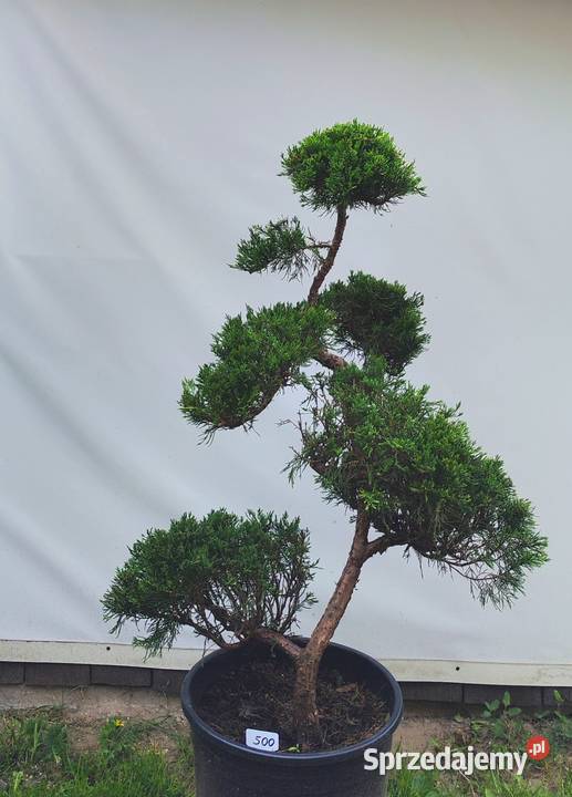 Bonsai Niwaki jałowiec sabiński TAMARISCIFOLIA