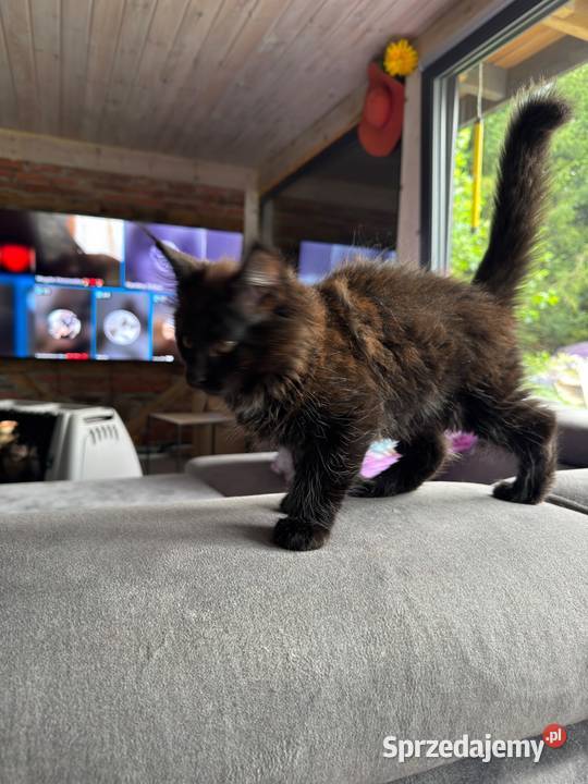 Kocięta Maine coon Pruszcz Gdański