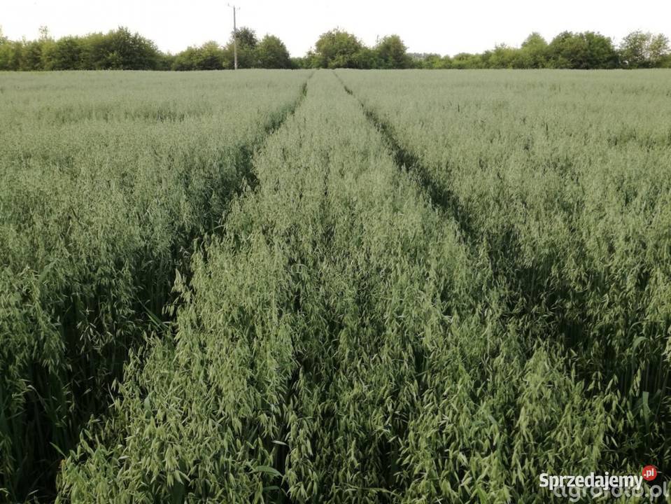 Pszenica i owies centrali nie czyszczone Wara