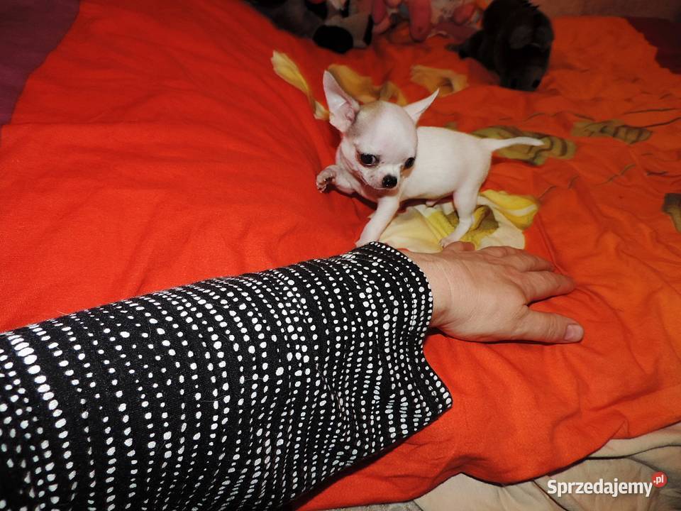 Chihuahua XXS Najmniejszy SłodziakCudny Chihuahua