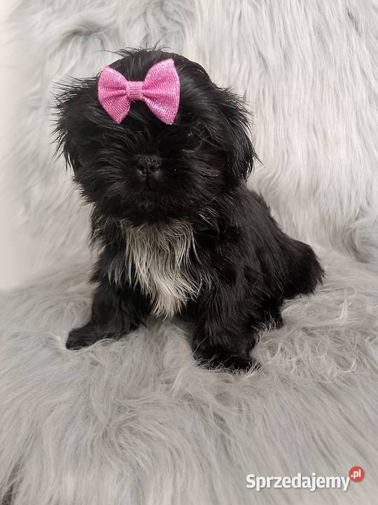 Suczka rasy ShihTzu Namysłów