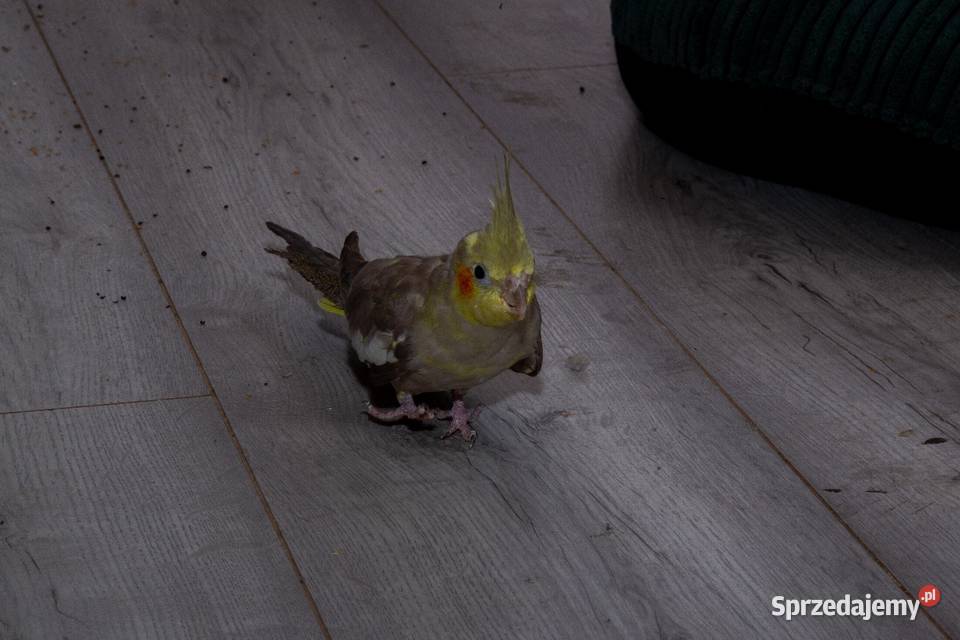 papugi nimfy 3 parki Koszyce Wielkie