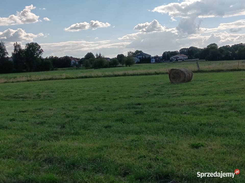 siano bele w stodole alpak kóz owiec królików Trawy, słoma Chylin