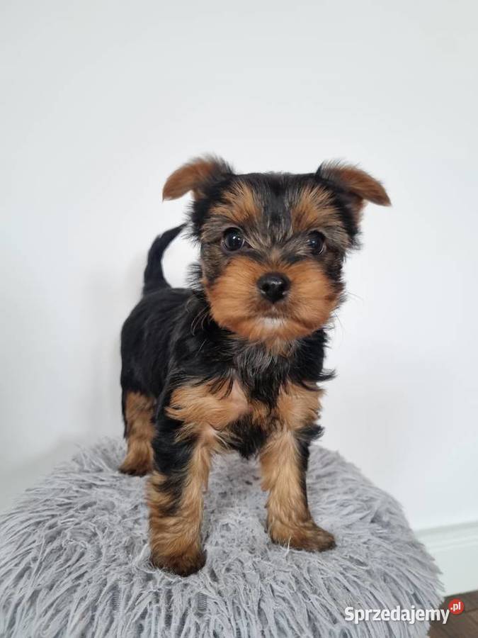 Szczeniaki York Sunia Klecie sprzedam