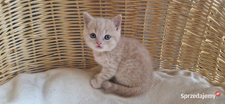 Kocurek Brytyjski kremowy Katowice