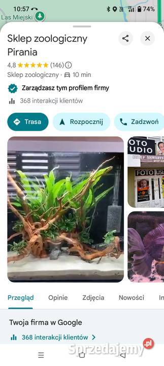 Żółw Grecki Żółw Lądowy Olsztyn wysyłka cała Gady i płazy