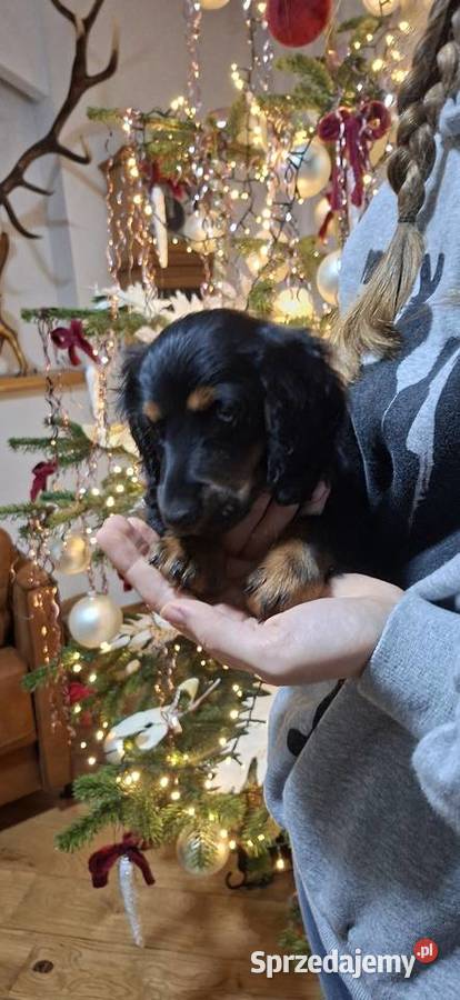 Jamnik miniaturowy długowłosy Poniec