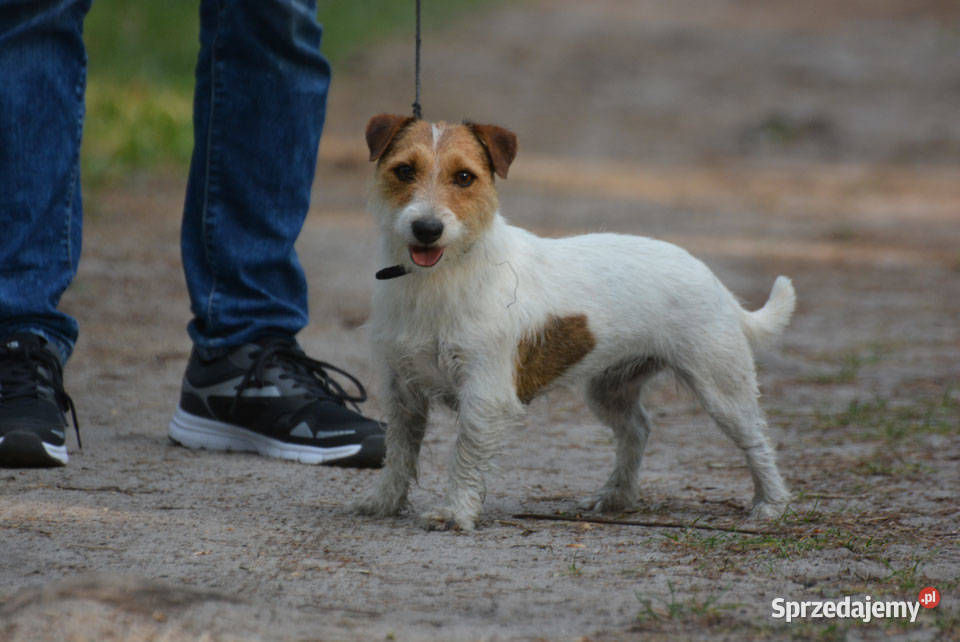 Jack Russell Terrier szczeniaczki FCI Kołątajew