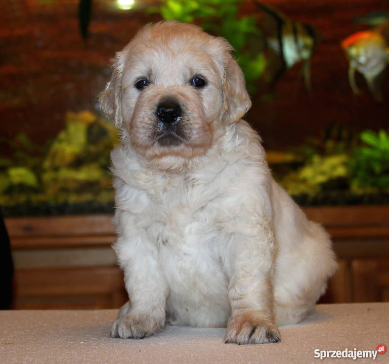 Szczenięta Golden Retriever ZKwPFCI Olsztyn