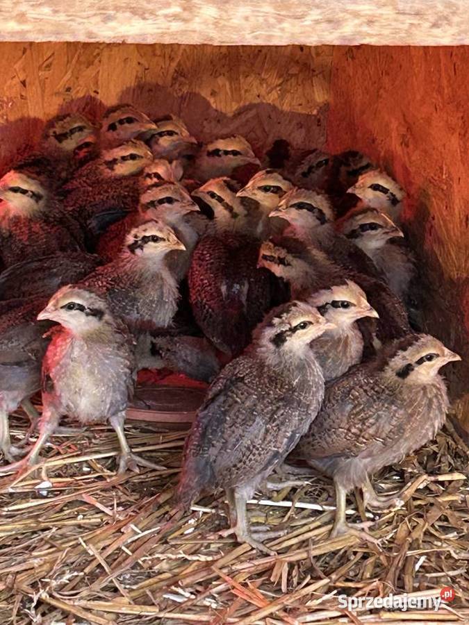 Kury pisklęta Zielononóżka kuropatwiana Pilchowice